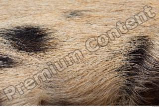 Pig fur photo reference 0001